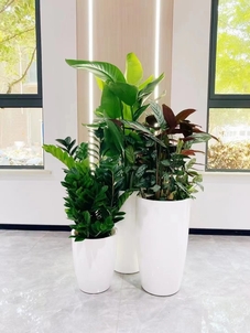 专业设计余姚绿植出租，打造独特办公生态环境