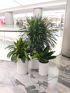 慈溪花木租赁专业